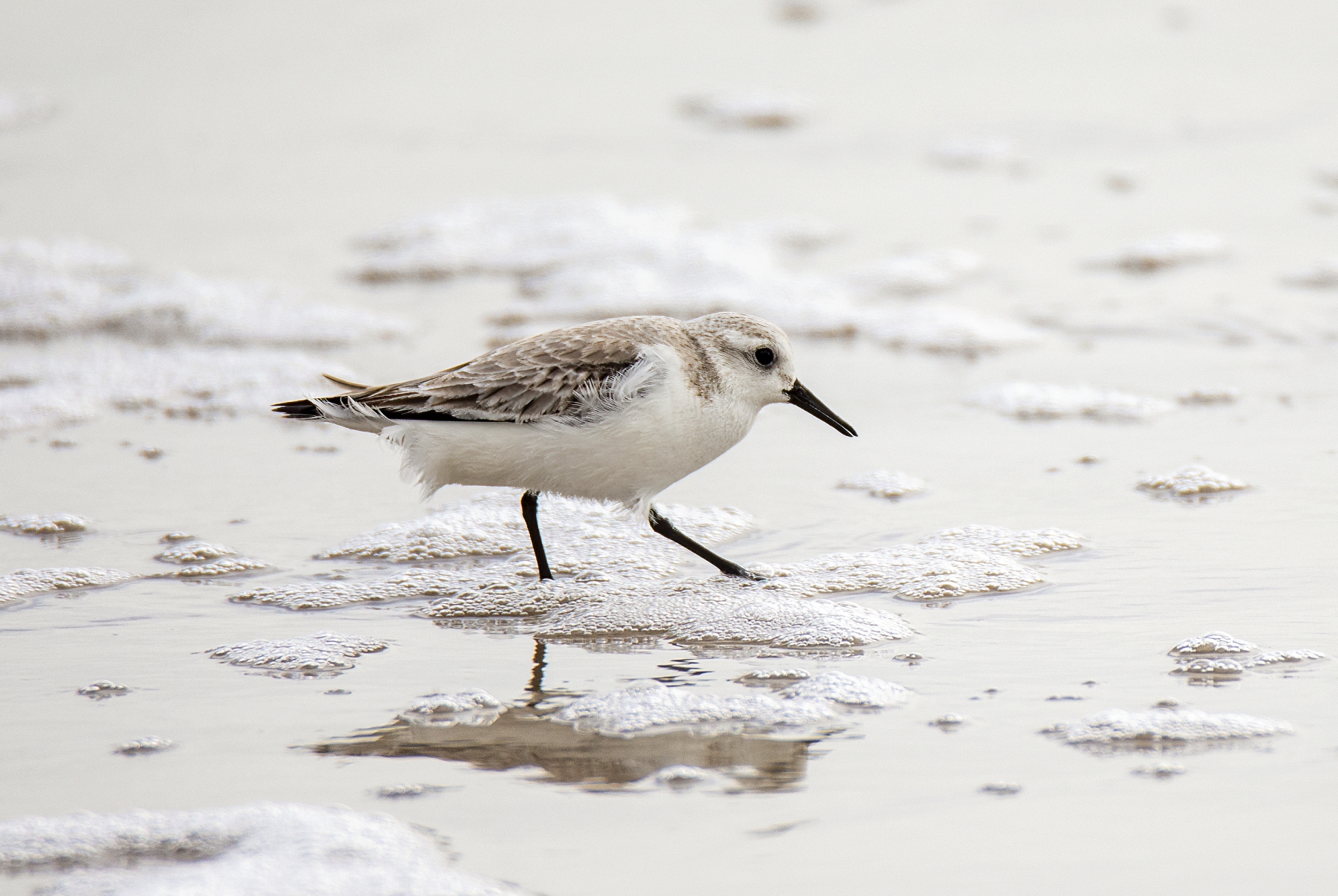 Calidris Port Aransas 2023